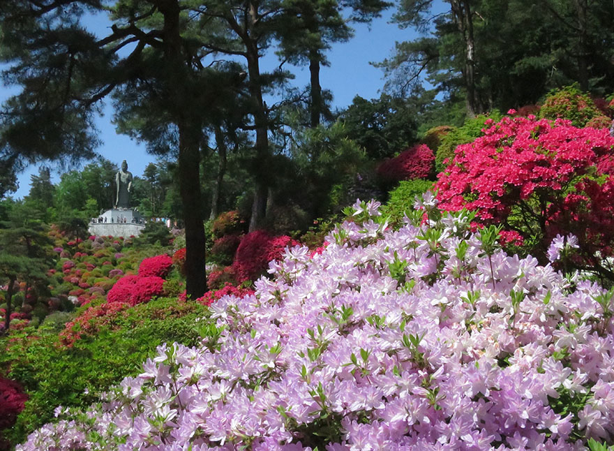 Azaleas in bloom at Shiofune Kannon-ji temple in Ome, Japan