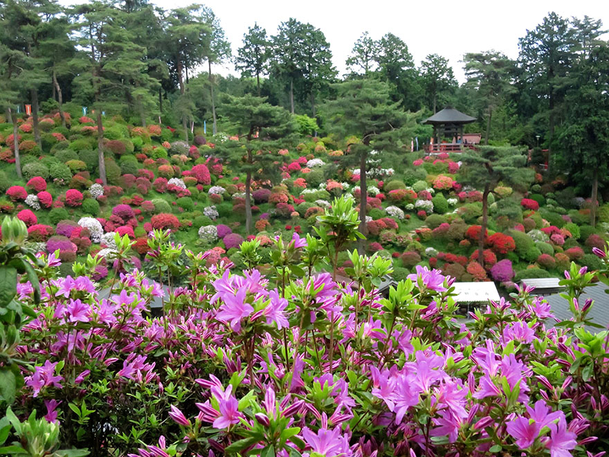 Azaleas in bloom at Shiofune Kannon-ji temple in Ome, Japan