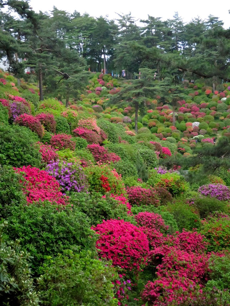 Azaleas in bloom at Shiofune Kannon-ji temple in Ome, Japan