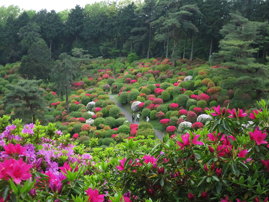 Azaleas in bloom at Shiofune Kannon-ji temple in Ome, Japan