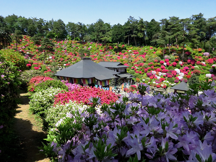 Azaleas in bloom at Shiofune Kannon-ji temple in Ome, Japan
