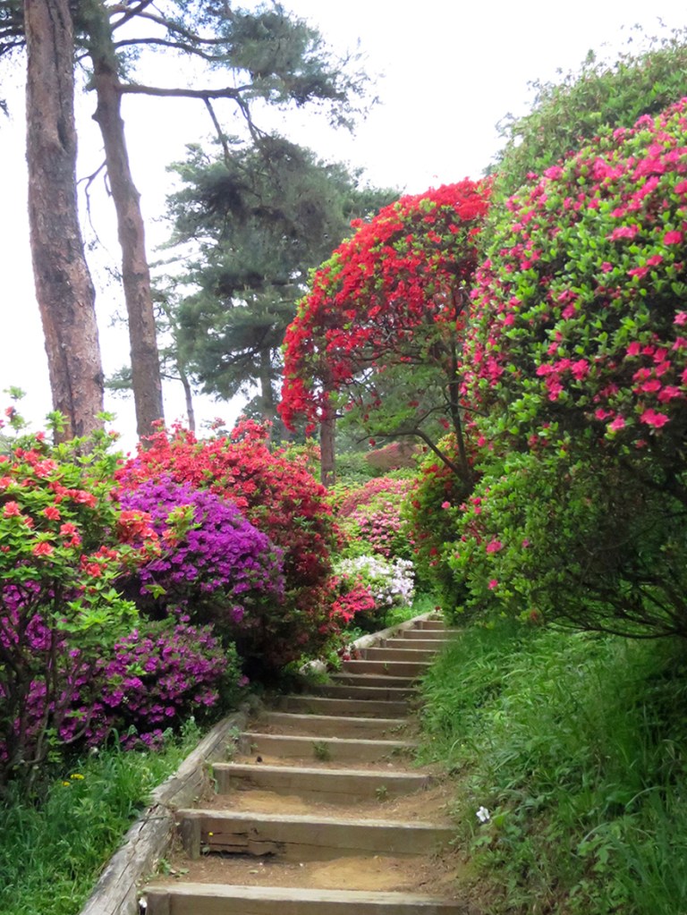 Azaleas in bloom at Shiofune Kannon-ji temple in Ome, Japan