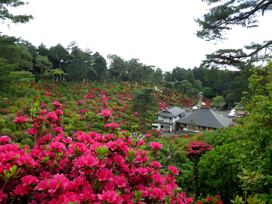 Azaleas in bloom at Shiofune Kannon-ji temple in Ome, Japan
