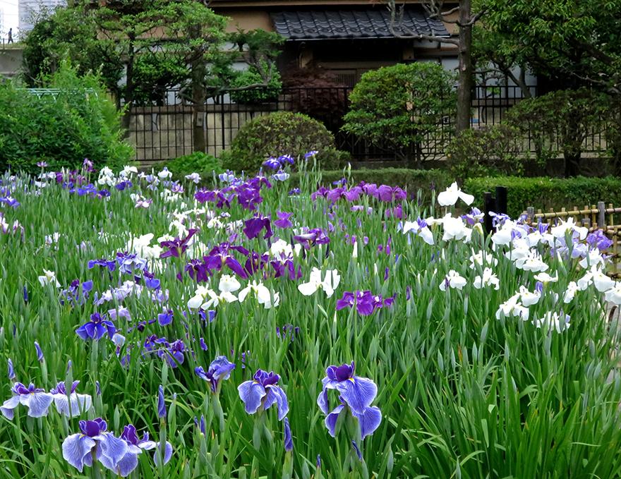 A sea of purple, delighting the populace for hundreds of years