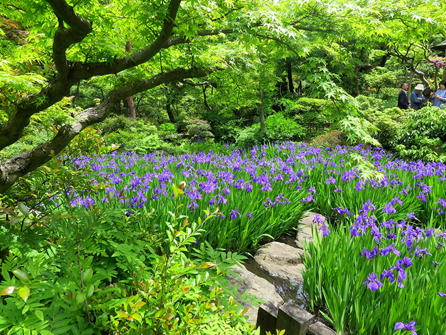 Blooming iris garden at the Nezu Museum in Tokyo
