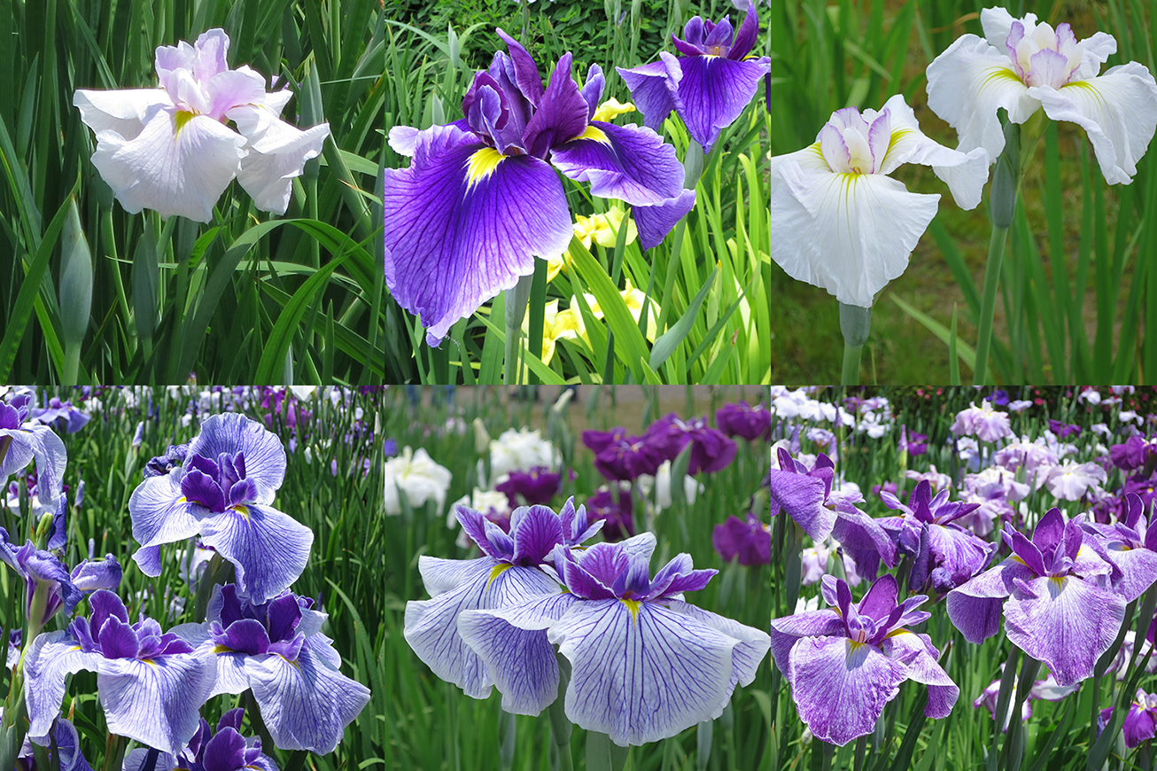 A sea of purple, delighting the populace for hundreds of years