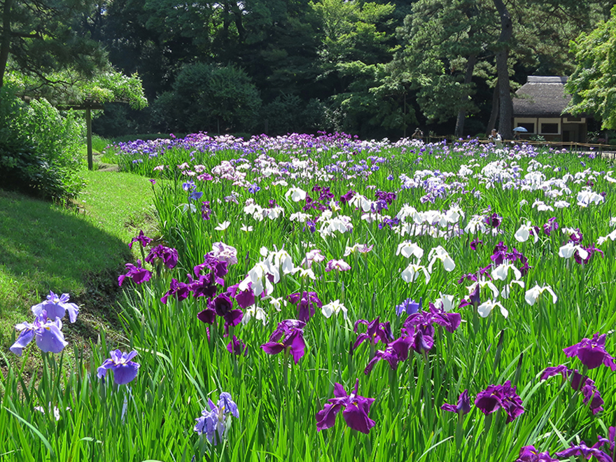 Blooming iris garden at Koraku-en in Tokyo
