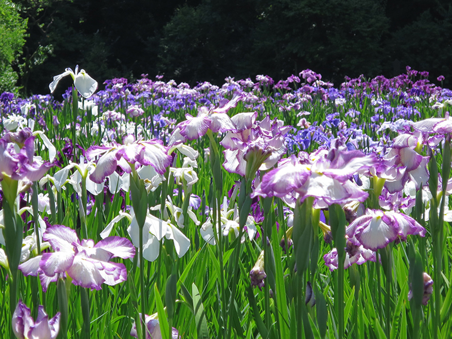 A sea of purple, delighting the populace for hundreds of years