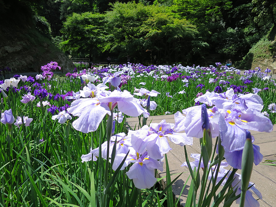 Blooming iris garden at Meigetsu-in