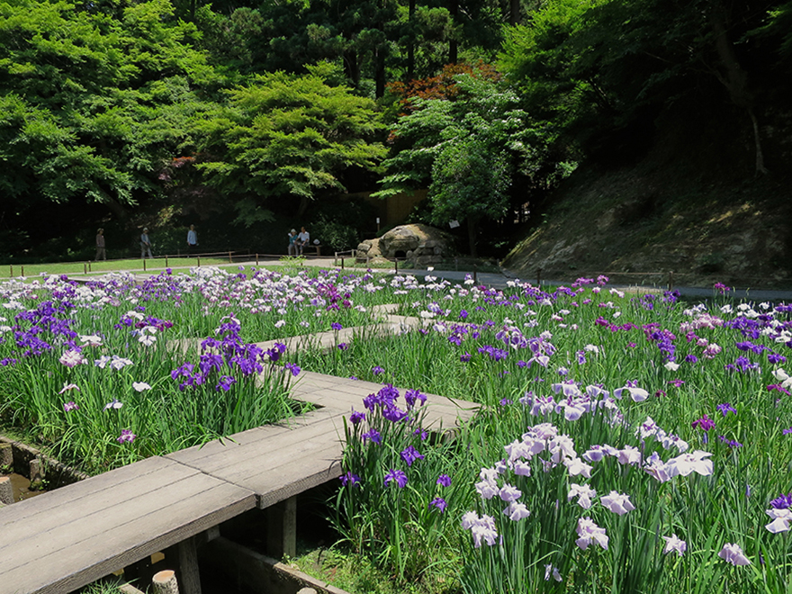 Blooming iris garden at Meigetsu-in