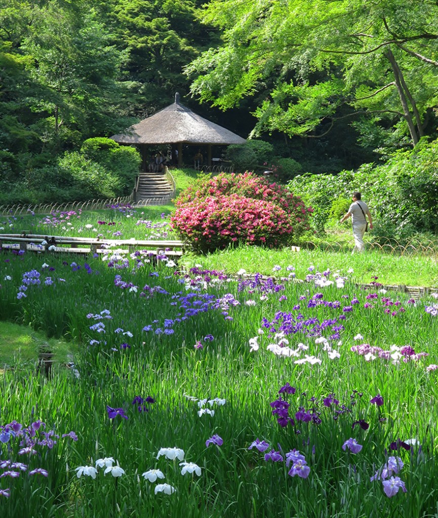 Blooming iris garden at the Nai-en garden at the Meiji Shrine in Tokyo