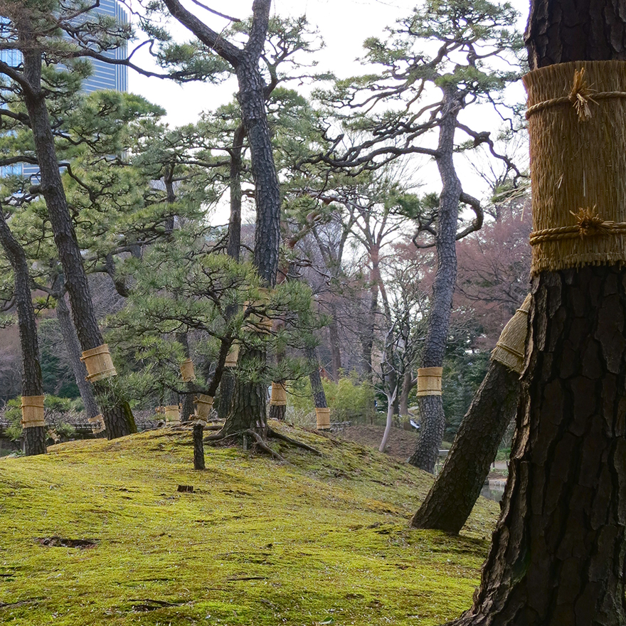 Japanese pine trees wrapped in winter mats at Koshikawa Korakuen garden in Tokyo