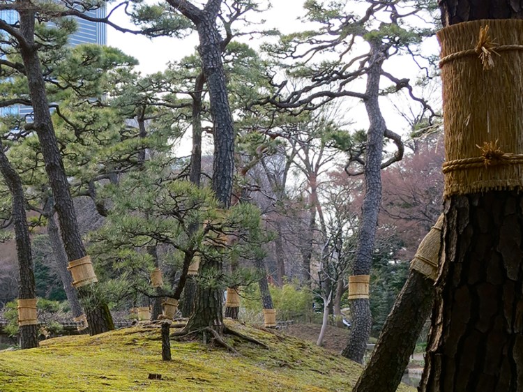 Pine trees wrapped in woven straw mats