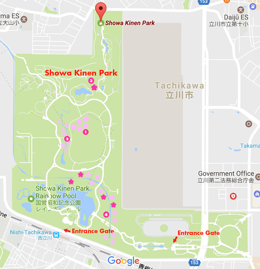 Map of where to see cherry blossoms at Showa Kinen park in Tokyo