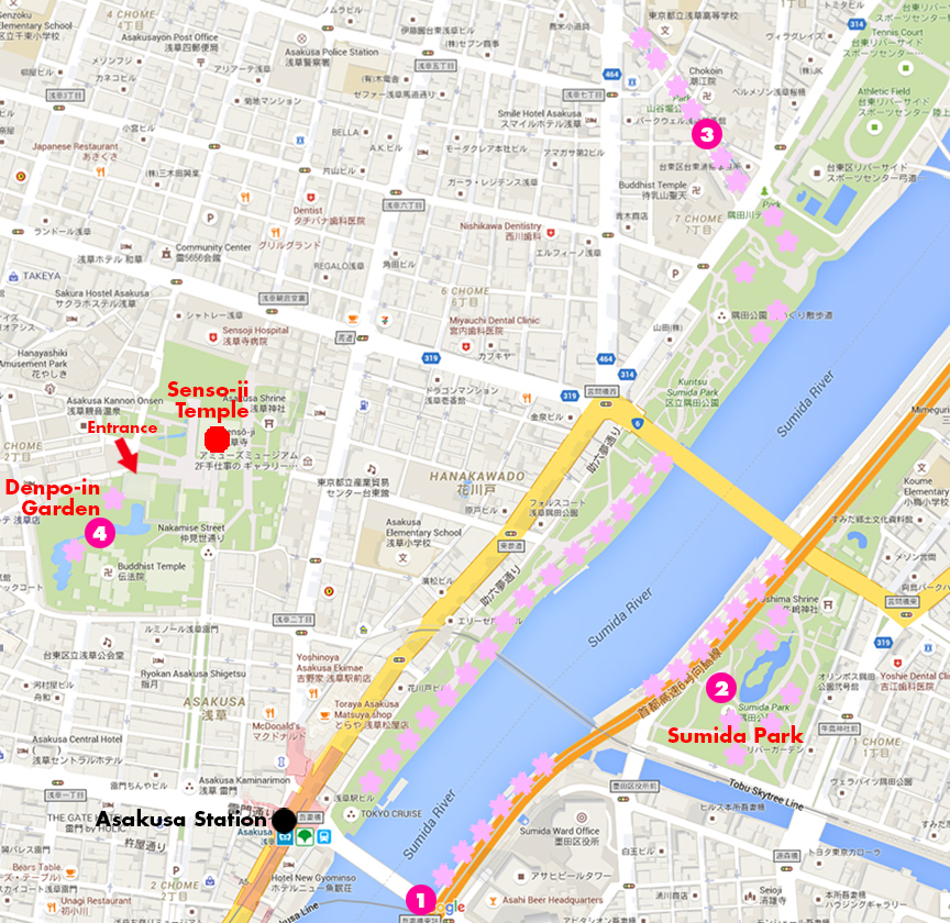 Map of where to see cherry blossoms at Asakusa area in Tokyo