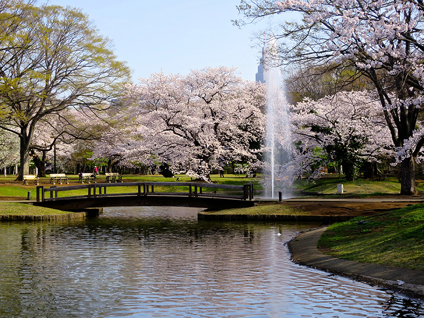 Tokyo cherry blossoms at Yoyogi Park
