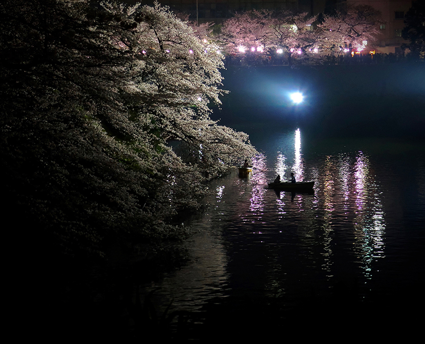 Cherry blossoms at Imperial Palace moat in Tokyo