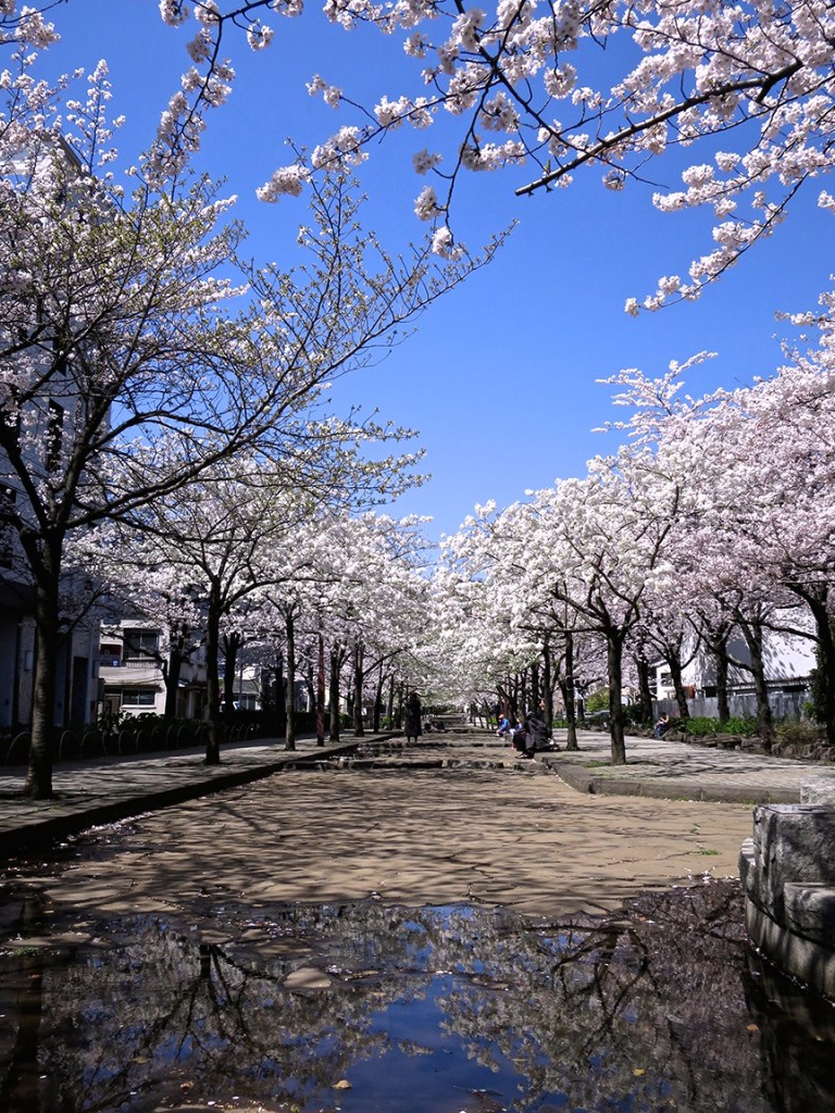 Tokyo cherry blossoms at Asakusa
