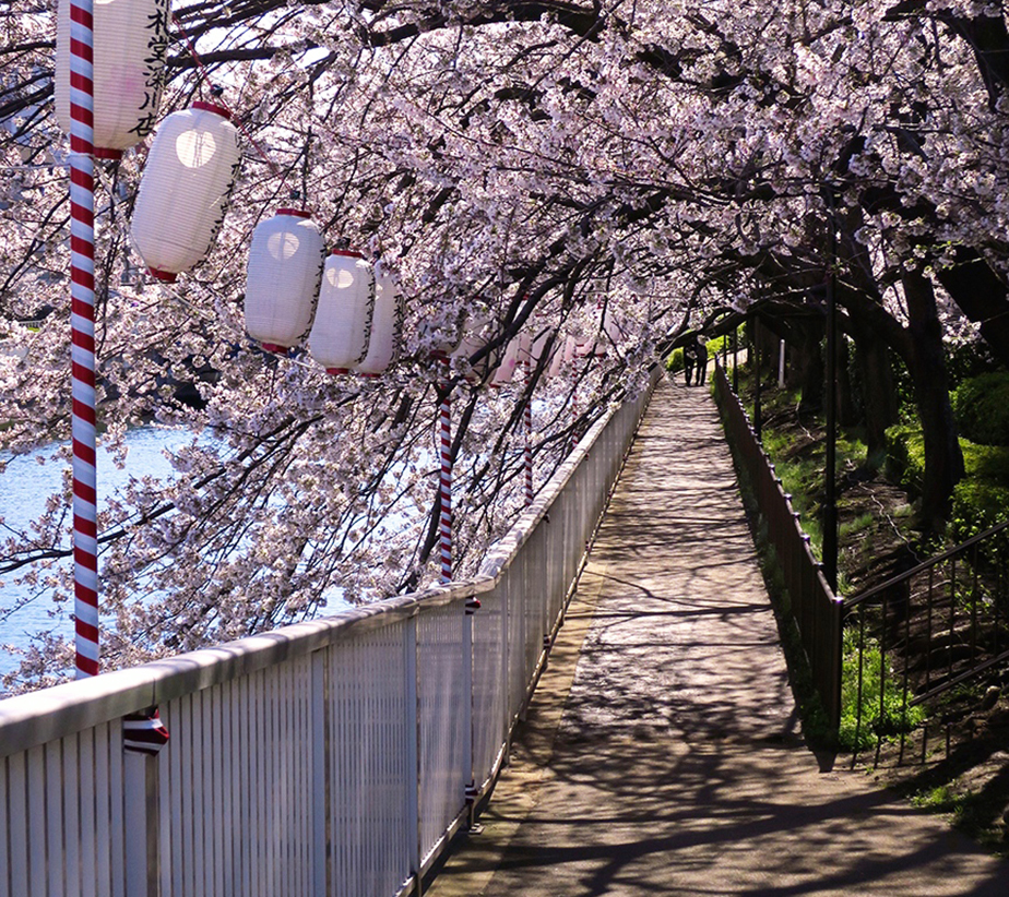 Tokyo cherry blossoms at Monzen-Nakacho