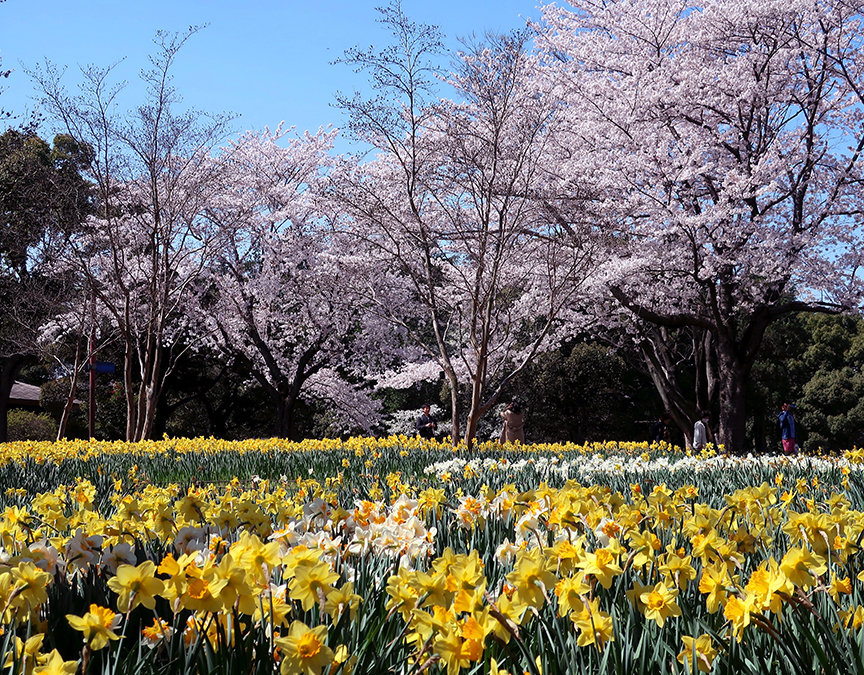 Cherry blossoms at Showa Kinen Park