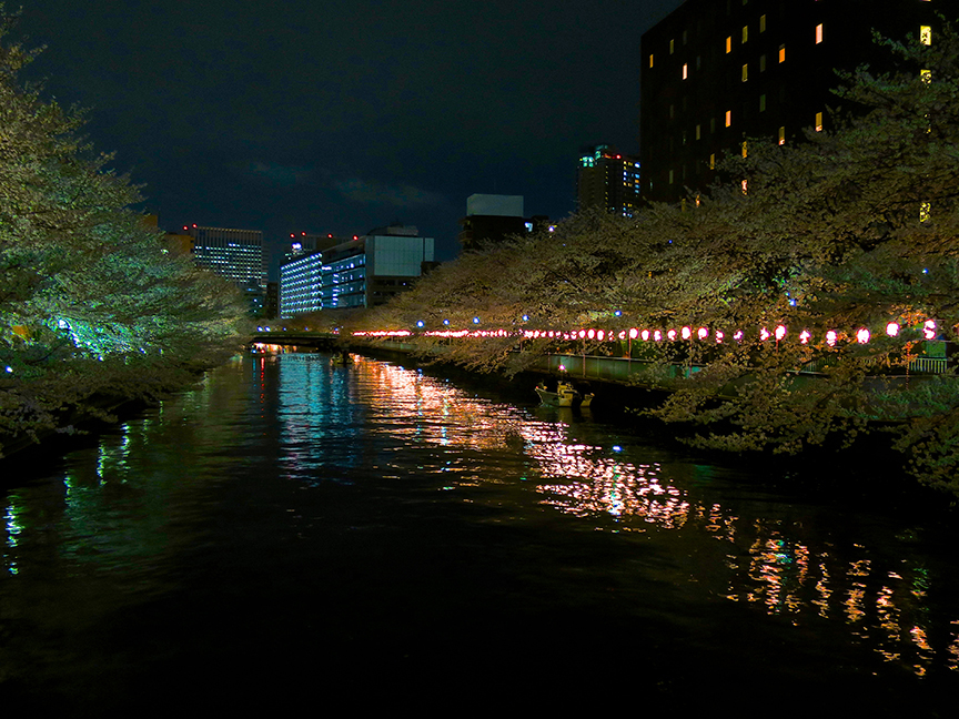 Tokyo cherry blossoms at Monzen-Nakacho