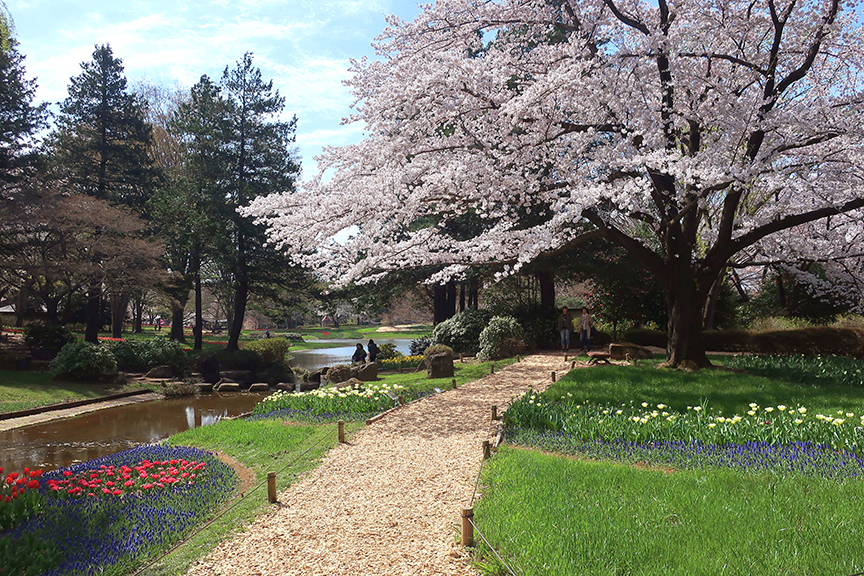 Cherry blossoms at Showa Kinen Park