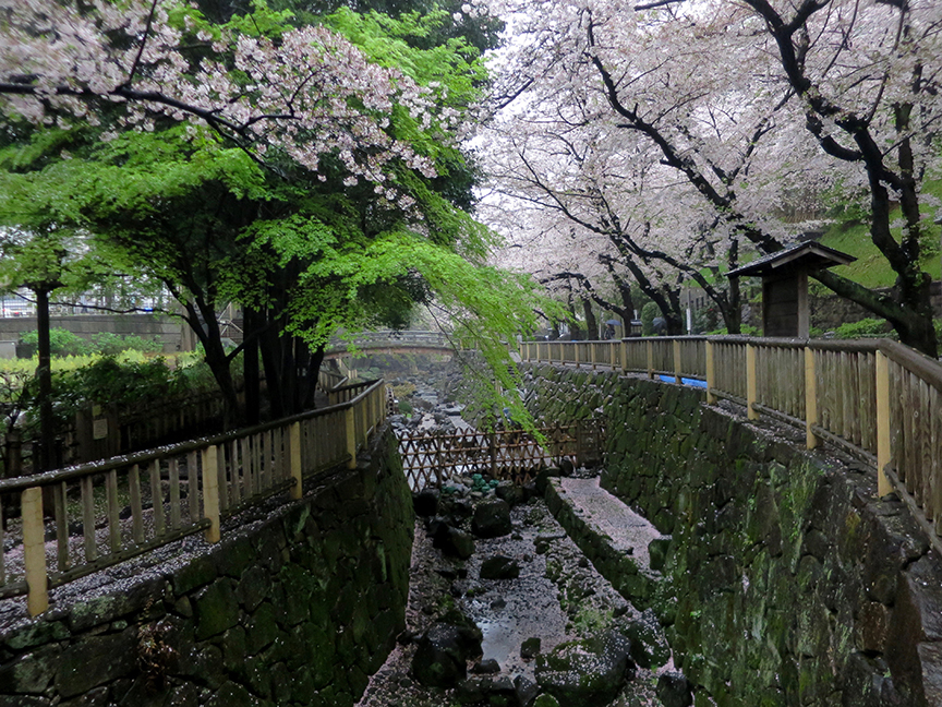 Tokyo cherry blossoms near Asukayama park