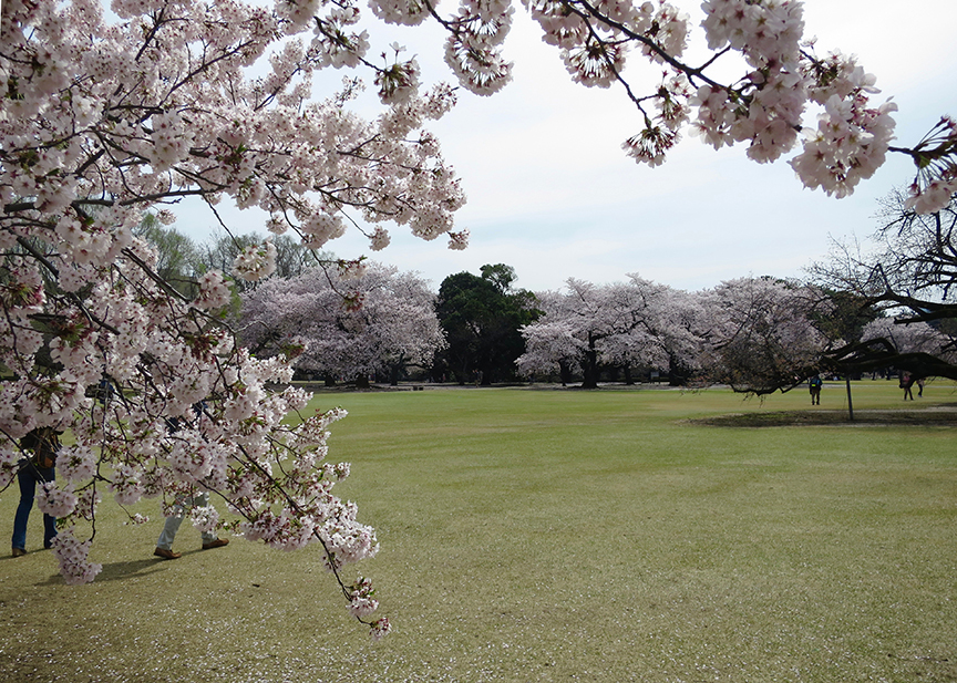 Tokyo cherry blossoms at Shinjuku Gyoen
