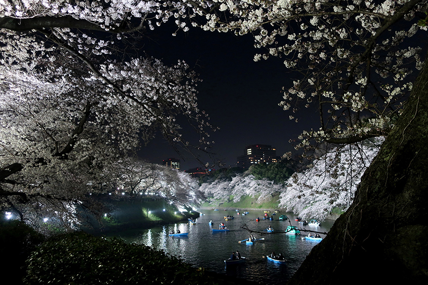 Cherry blossoms at Imperial Palace moat in Tokyo