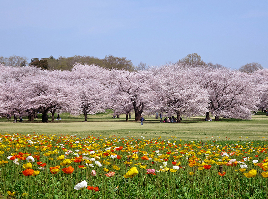 Cherry blossoms at Showa Kinen Park
