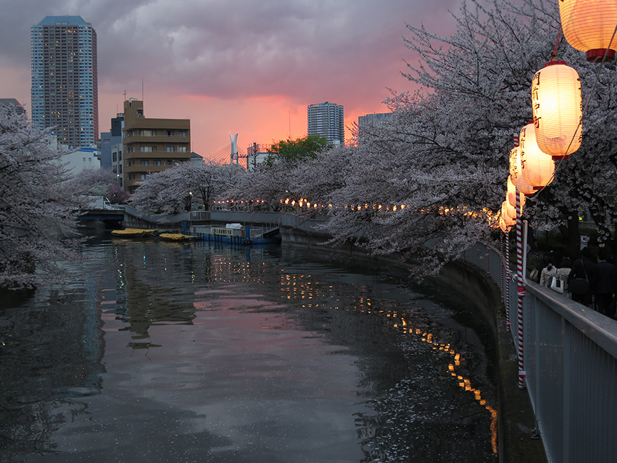 Tokyo cherry blossoms at Monzen-Nakacho