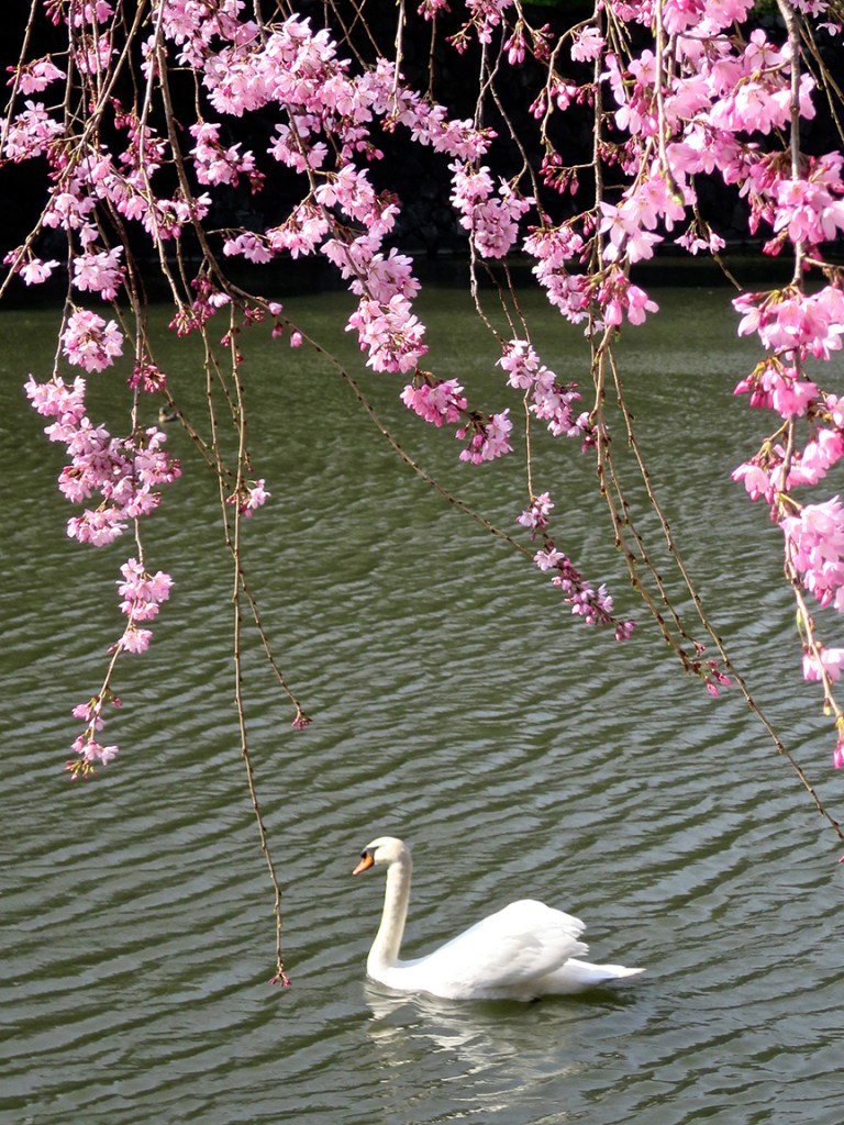 Cherry blossoms at Imperial Palace moat in Tokyo