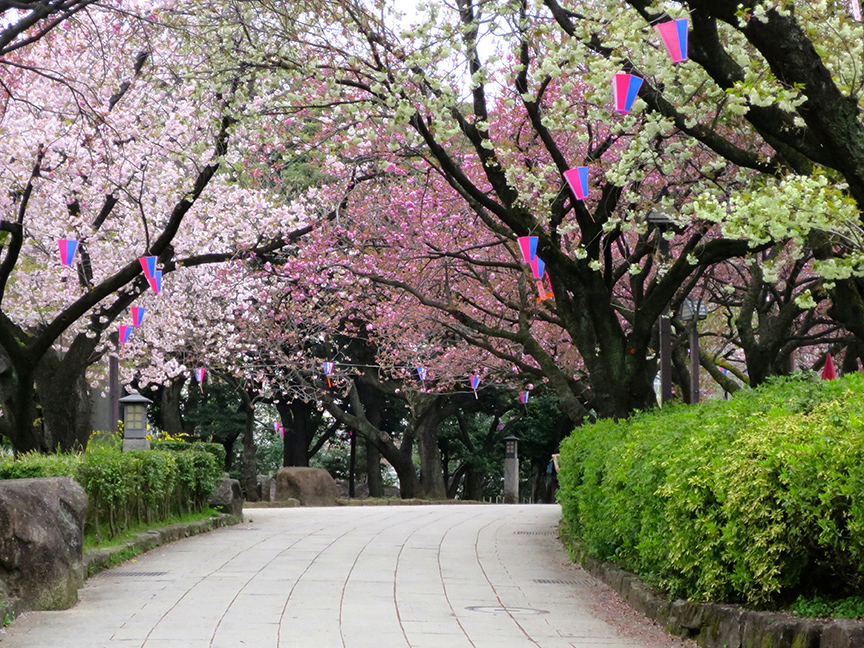 Tokyo cherry blossoms at Asukayama park