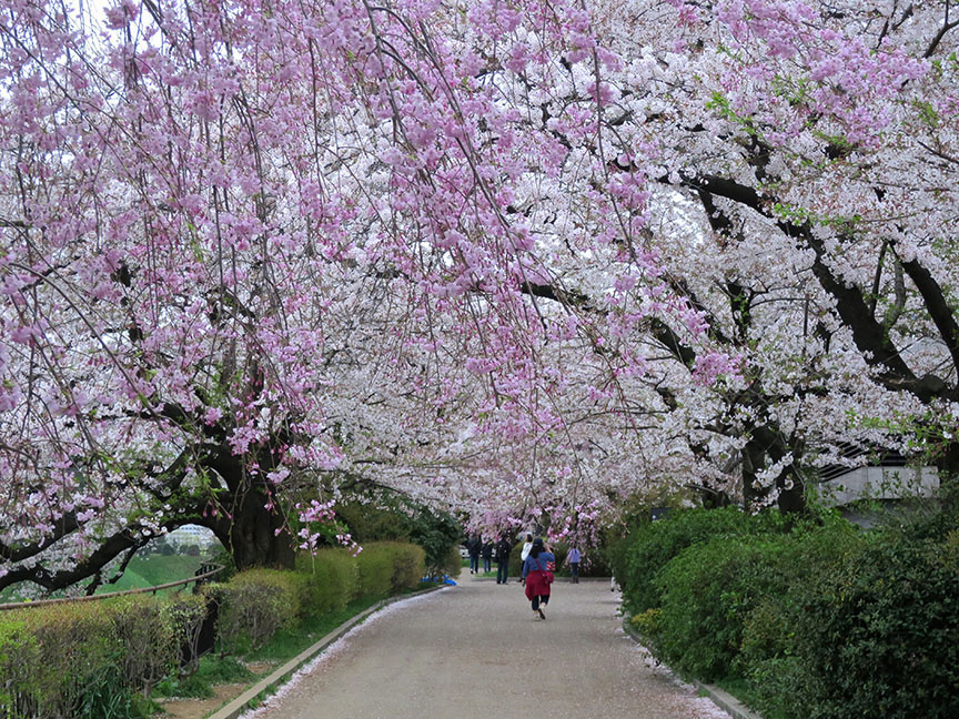 Cherry blossoms at Imperial Palace moat in Tokyo