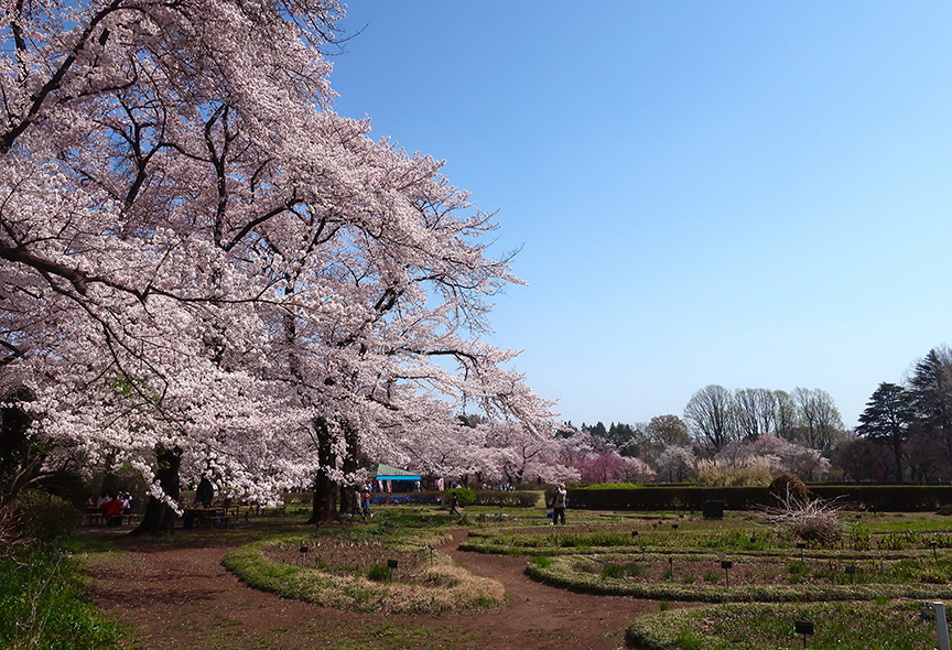 Cherry blossoms at Jindai Botanical Garden