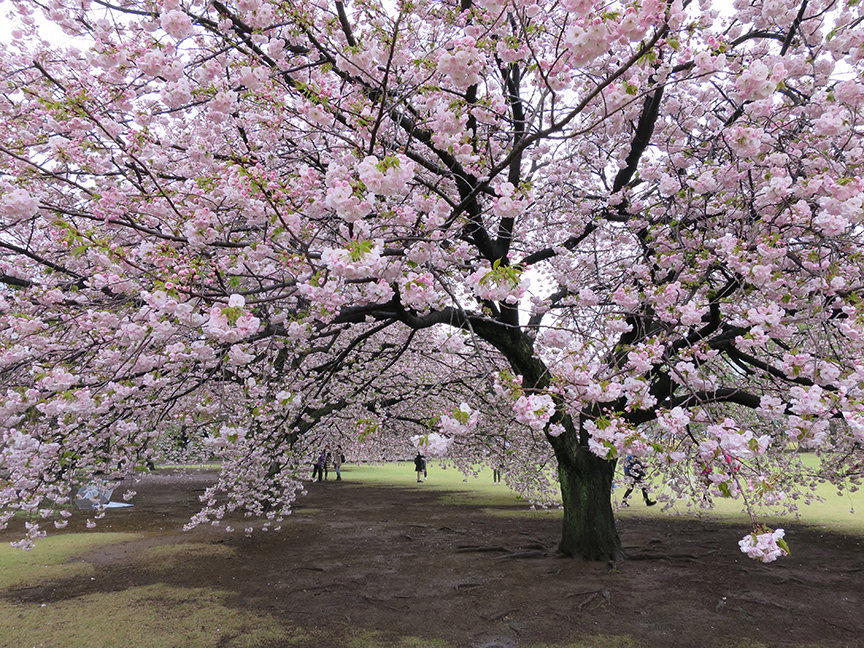 Tokyo cherry blossoms at Shinjuku Gyoen