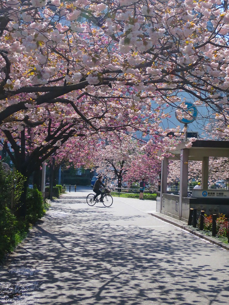 Cherry blossoms at Imperial Palace moat in Tokyo