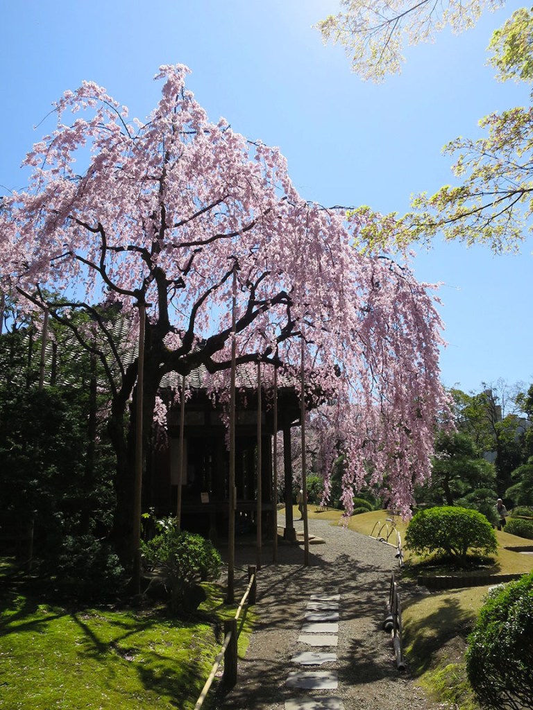 Tokyo cherry blossoms at Asakusa