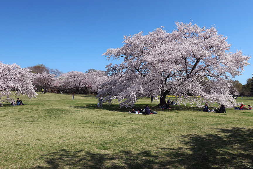 Cherry blossoms at Showa Kinen Park