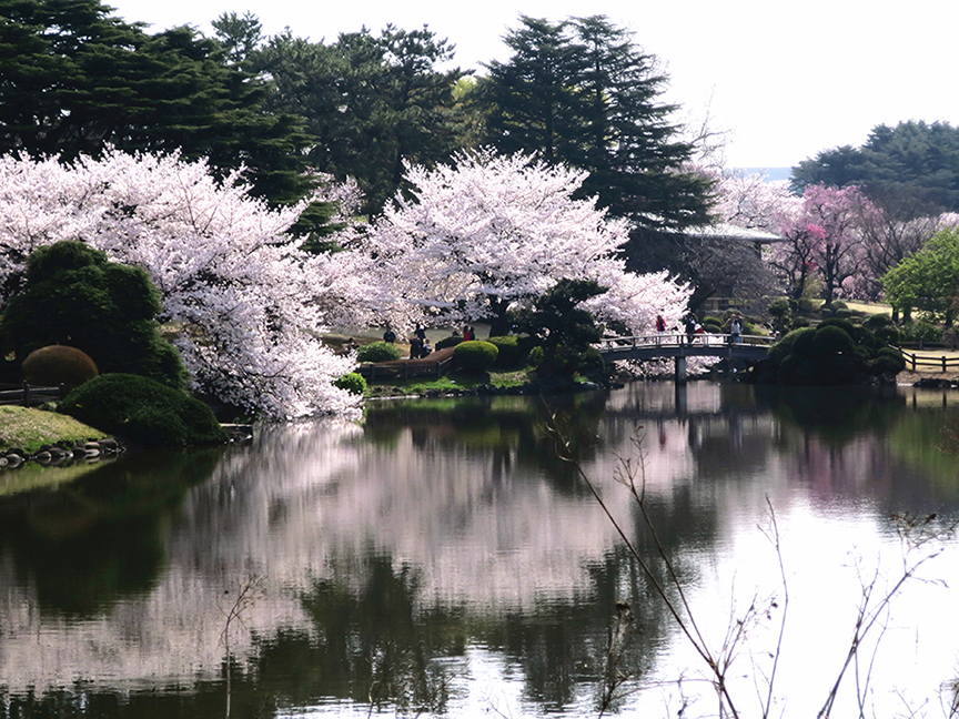 Tokyo cherry blossoms at Shinjuku Gyoen