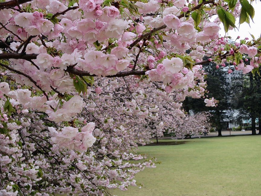 Tokyo cherry blossoms at Shinjuku Gyoen