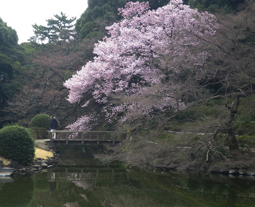 Tokyo cherry blossoms at Shinjuku Gyoen
