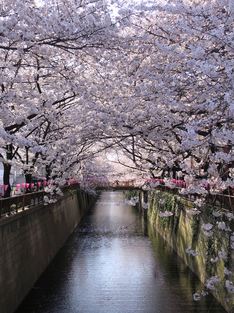 Tokyo cherry blossoms at Nakameguro