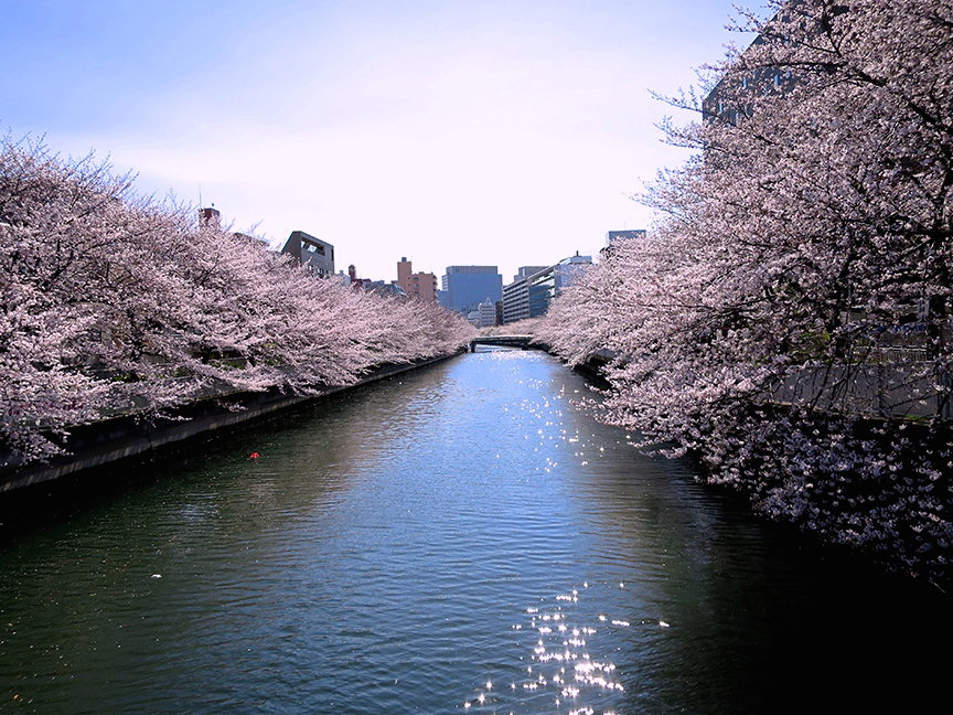 Tokyo cherry blossoms at Monzen-Nakacho