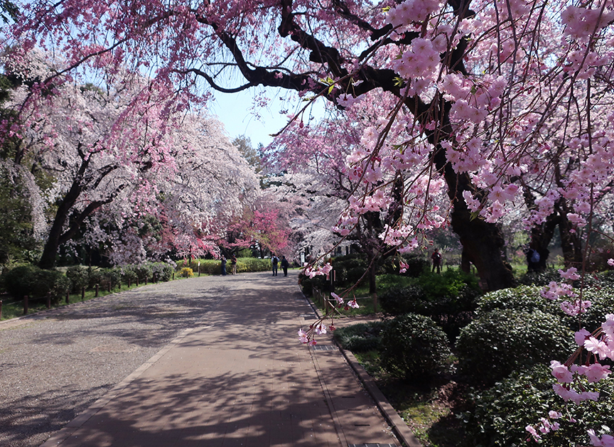 Cherry blossoms at Jindai Botanical Garden