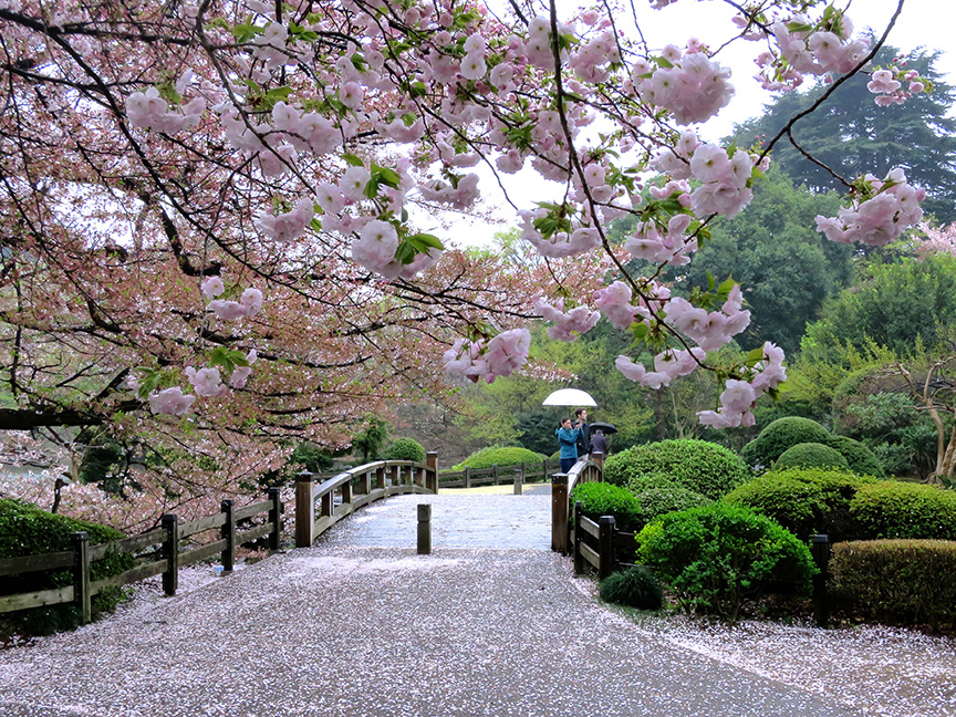 Tokyo cherry blossoms at Shinjuku Gyoen