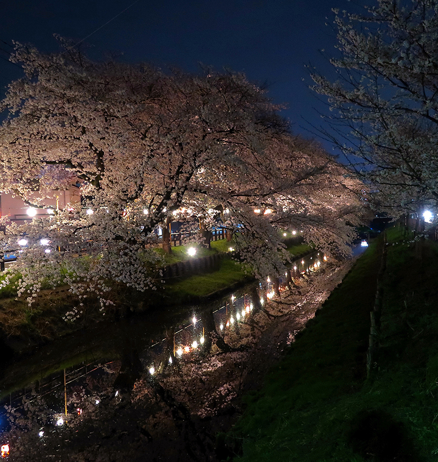 Cherry blossoms at Shingashi River in Kawagoe