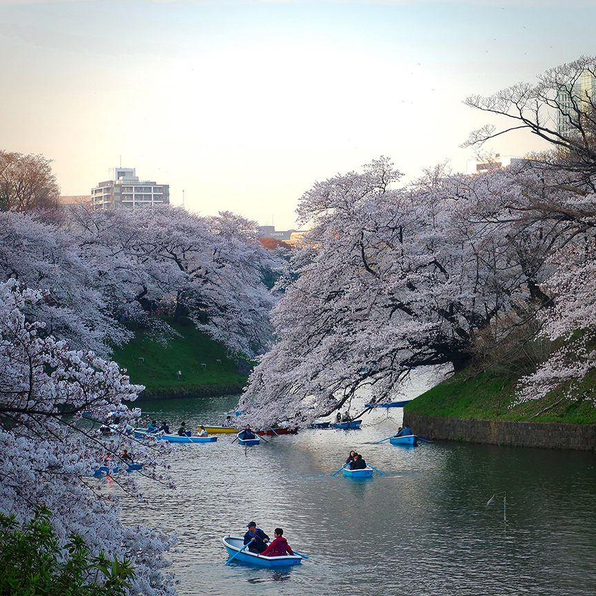 Cherry blossoms at Imperial Palace moat in Tokyo