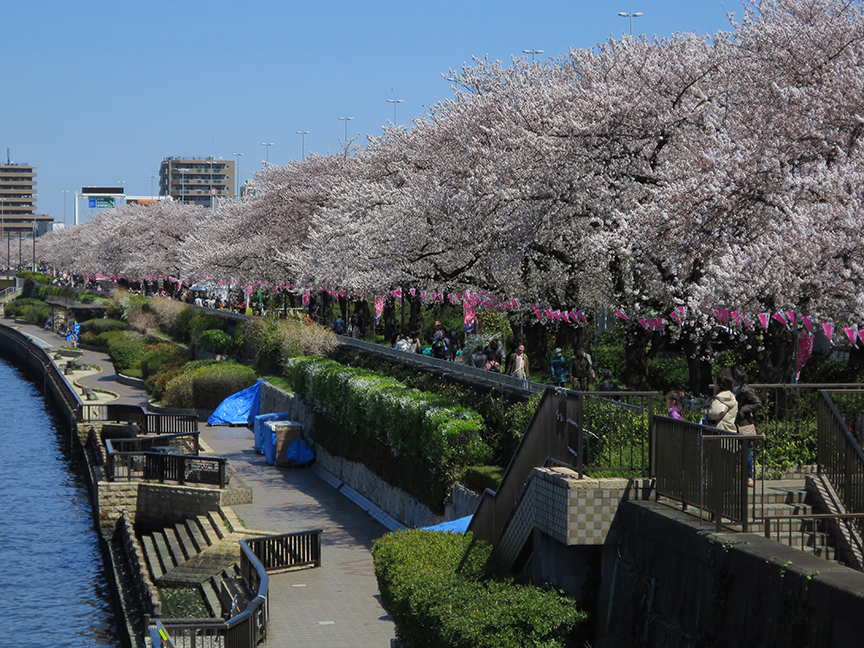 Tokyo cherry blossoms at Asakusa