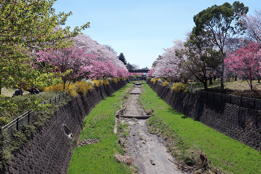 Cherry blossoms at Showa Kinen Park